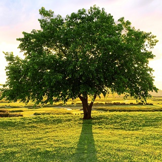 Gedenkbaum von Stefan und Nina für Monika Schleicher 