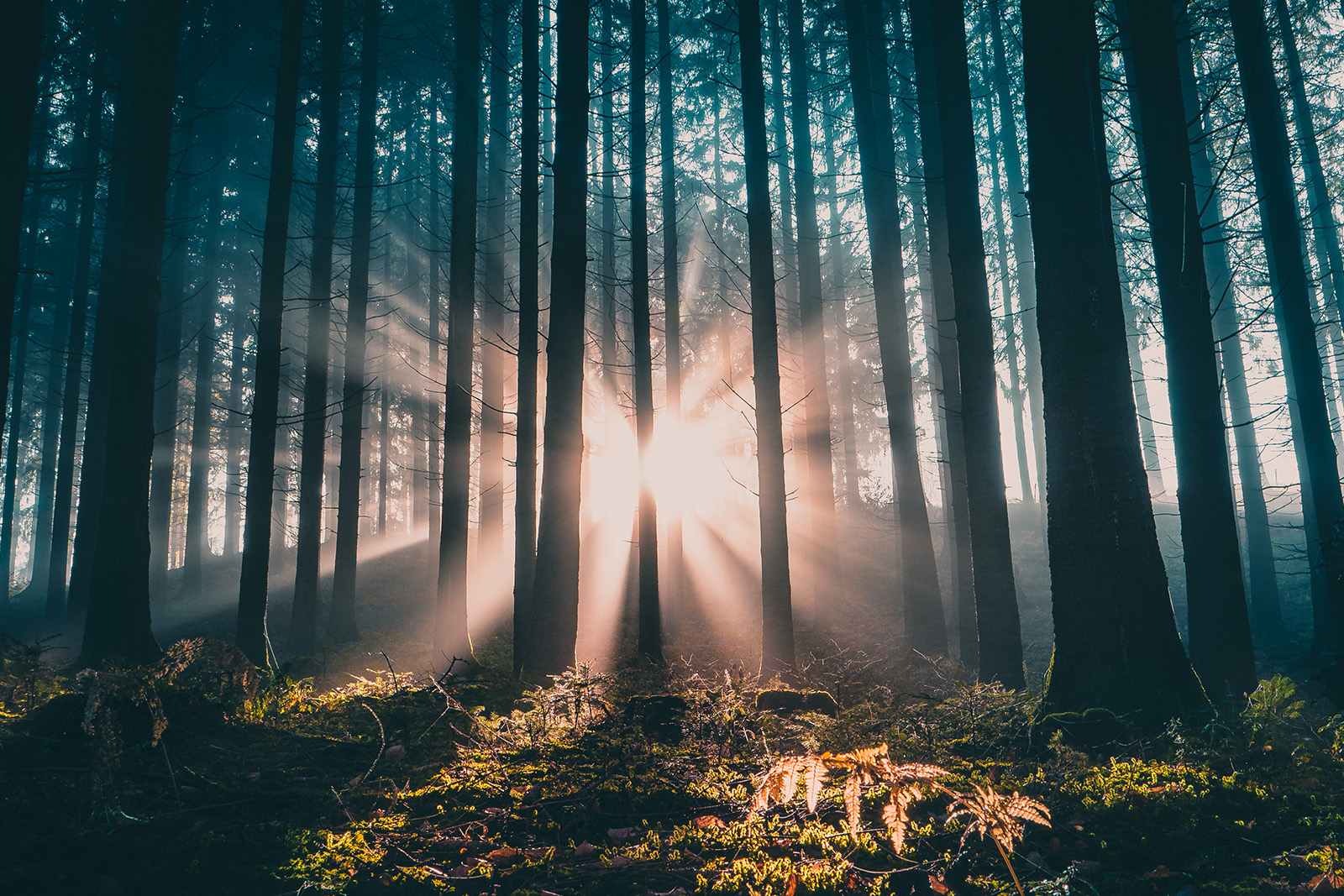 Nach der Trauer - so finden Sie in den Alltag zurück